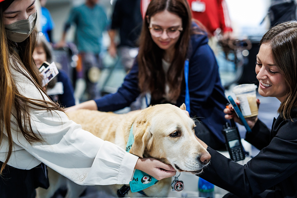 A labrador retriever pup in the middle of three people calmly getting pets