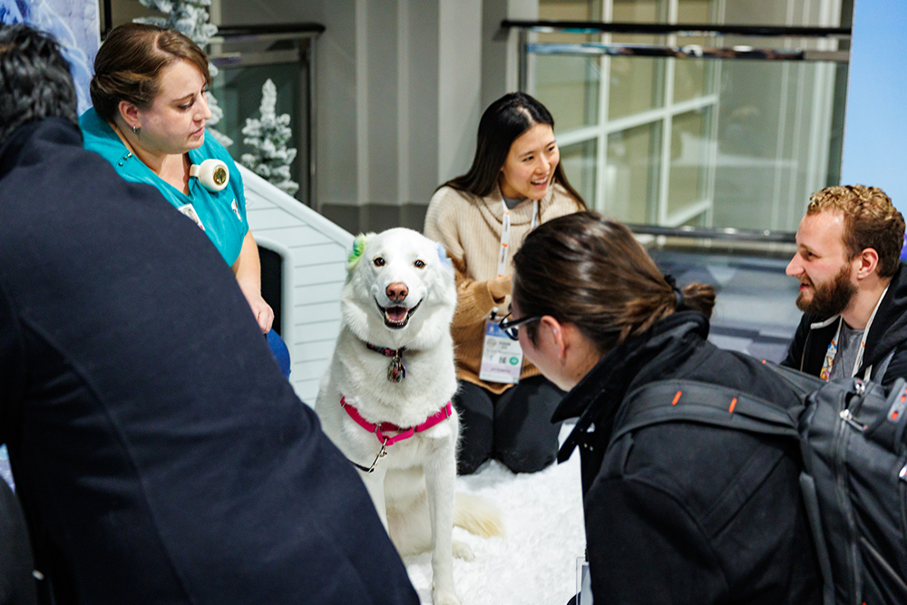 A fluffy white pup staring at the camera surrounded by attendees