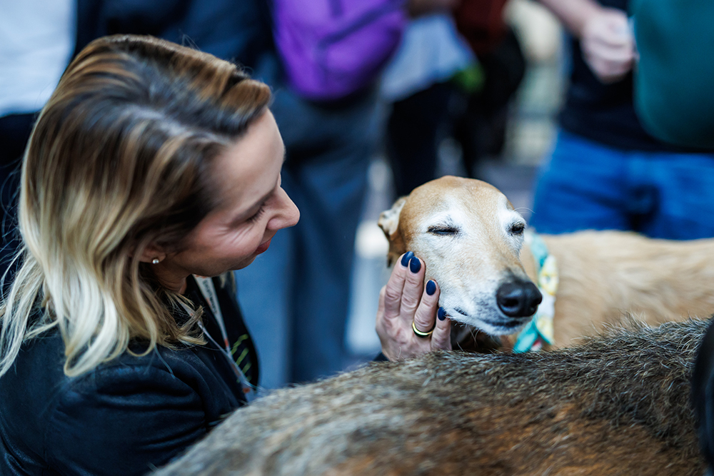 A lanky racing pup getting pet on the face